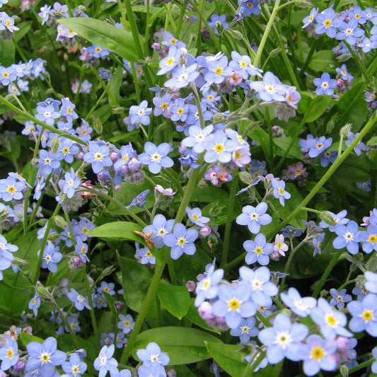 Potted Pond Plant WPK239 Water Forget Me Not Myosotis Palustris Picture 2