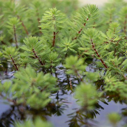 Potted Pond Plant WPK242 Red Stem Parrots Feather Myriophyllum Brasiliensis Pic1