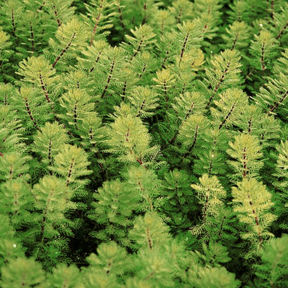 Potted Pond Plant WPK242 Red Stem Parrots Feather Myriophyllum Brasiliensis Pic2