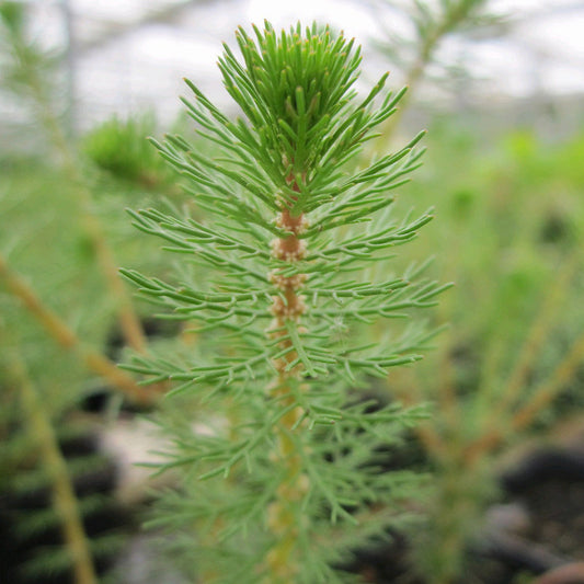 Upright Water Milfoil - Myriophyllum Crispatum - Image 1