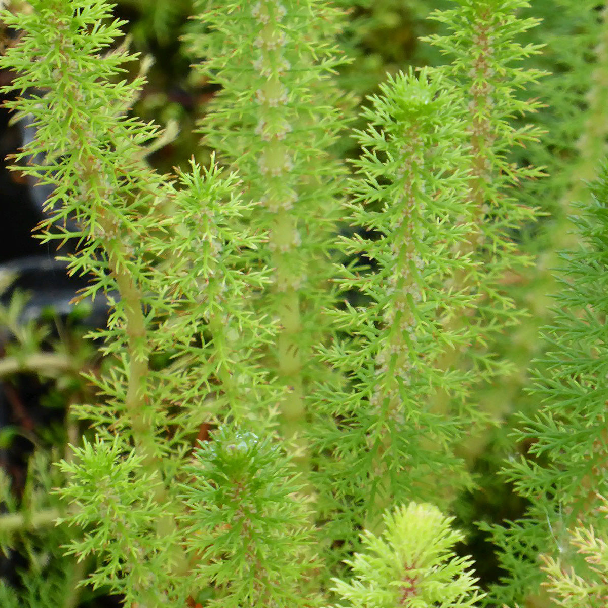 Upright Water Milfoil - Myriophyllum Crispatum - Image 2