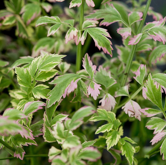 Potted Pond Plant WPK260 Variegated Water Dropwort Oenanthe Japonica Flamingo Picture 1