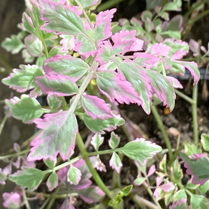 Potted  Pond  Plant  WPK260  Variegated  Water  Dropwort  Oenanthe  Japonica  Flamingo  - Picture 2