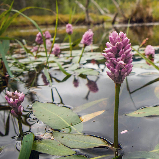 Amphibious Bistort - Persicaria Amphibia 