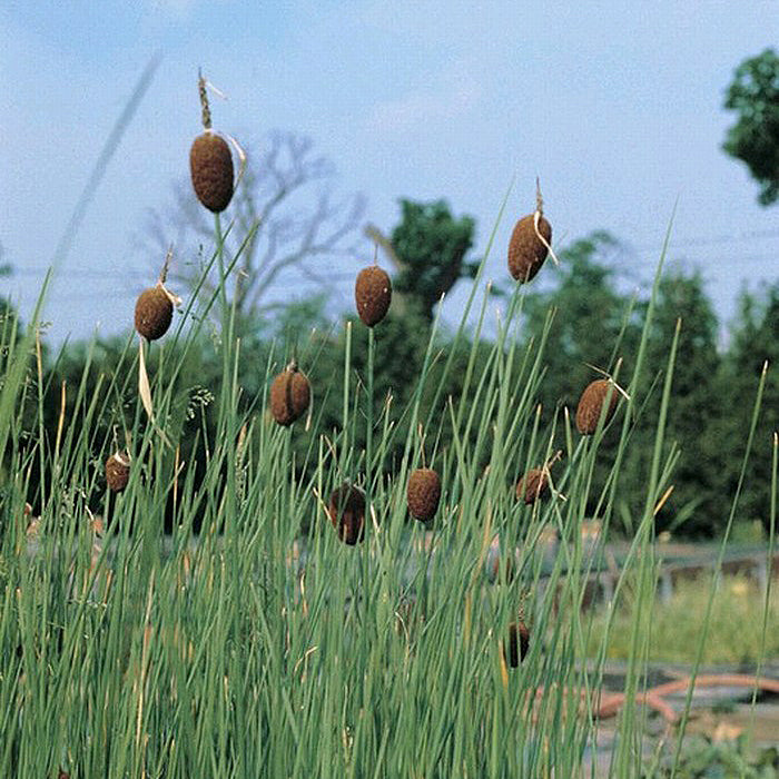 Potted Pond Plant WPK281 Dwarf Reedmace Typha Minima Picture 2