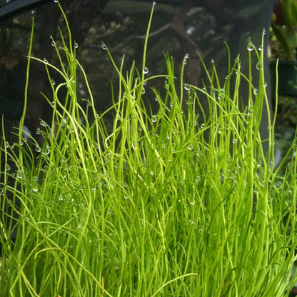 Pepper Grass - Pilularia Globulifera