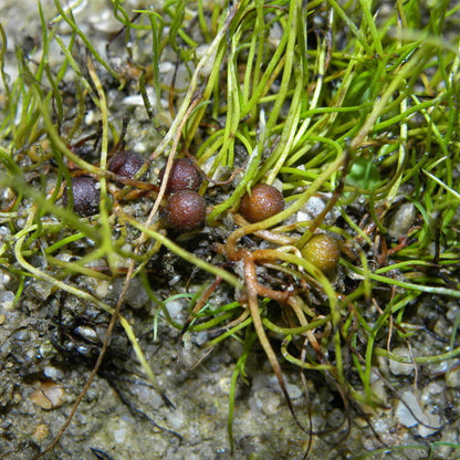 Pepper Grass - Pilularia Globulifera