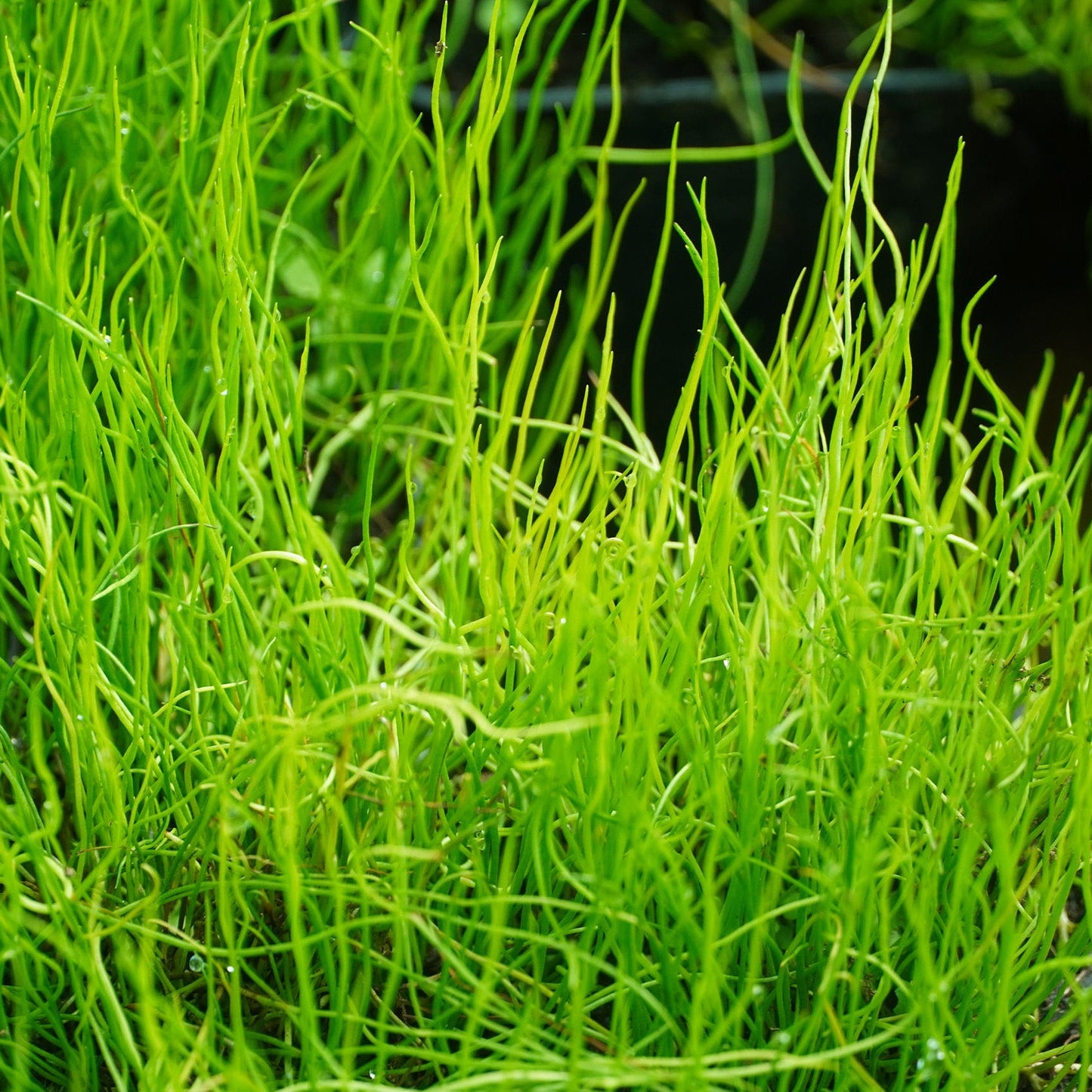 Pepper Grass - Pilularia Globulifera - Image 2