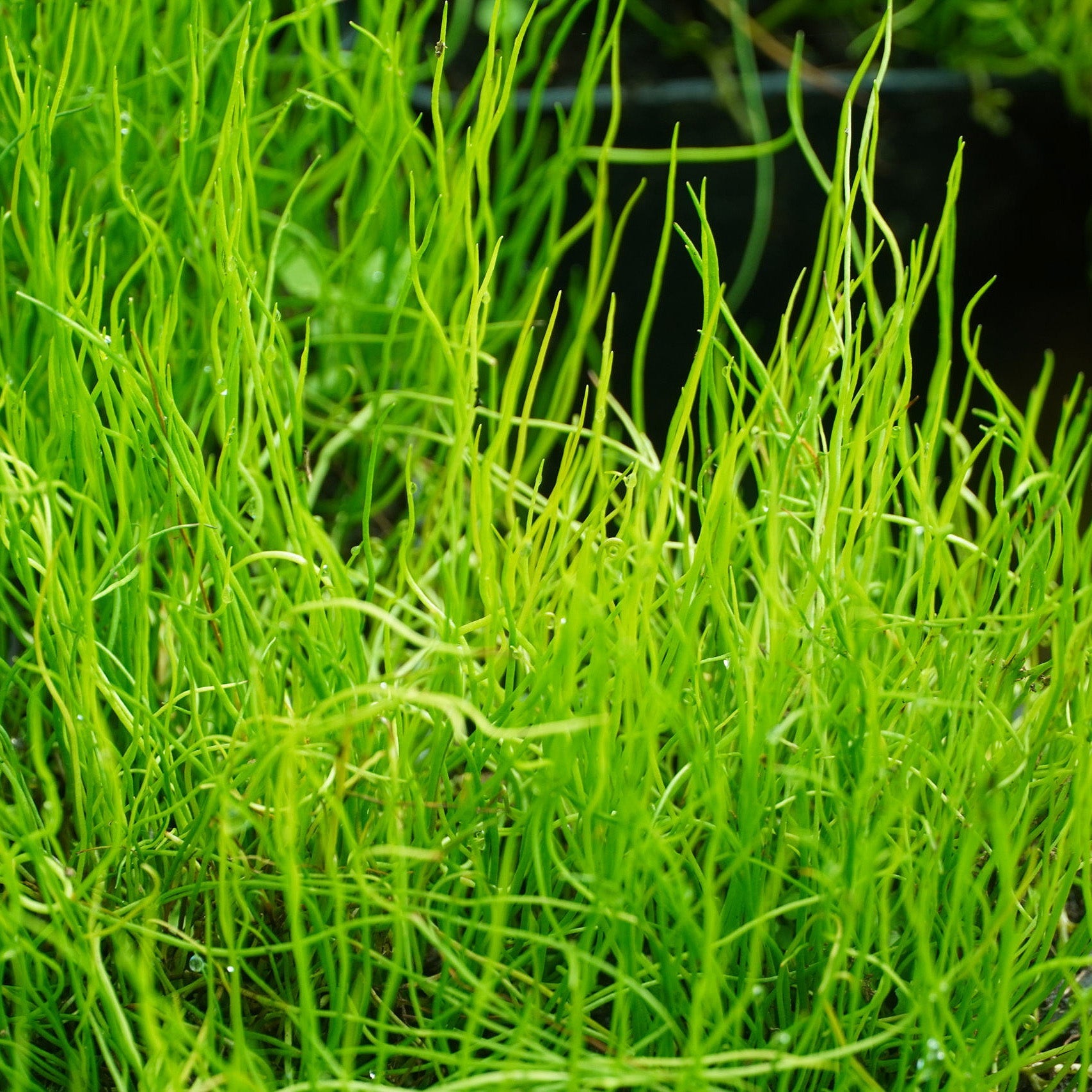 Pepper Grass - Pilularia Globulifera - Image 2