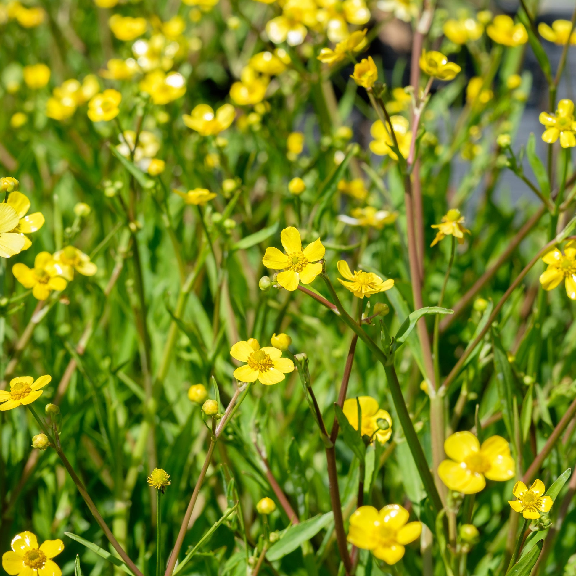 Potted Pond Plant WPK301 Lesser Spearwort Ranunculus Flammula Picture 1