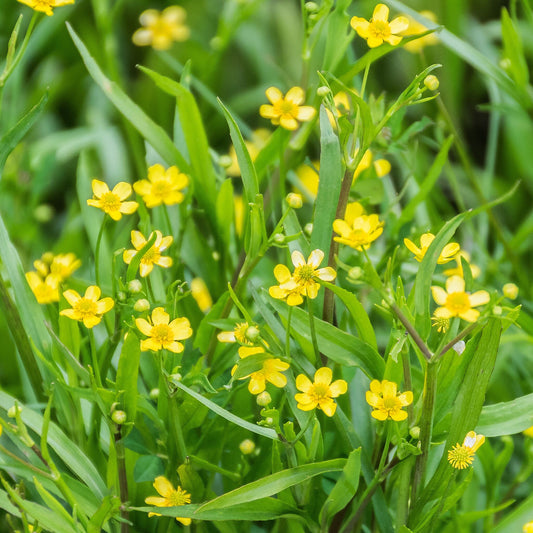 Potted  Pond  Plant  WPK301  Lesser  Spearwort  Ranunculus  Flammula  - Picture 2