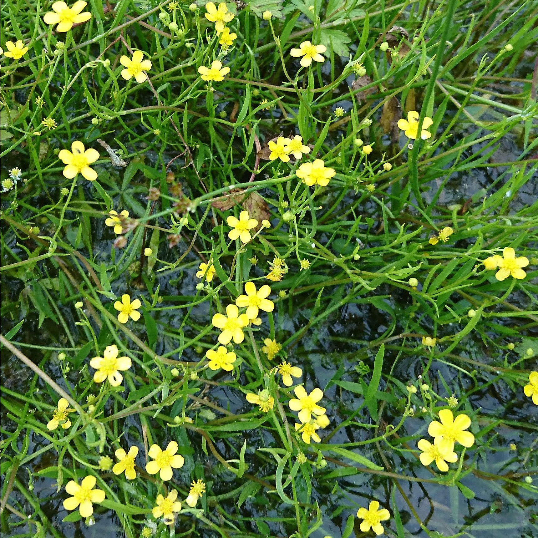 Potted Pond Plant WPK301 Lesser Spearwort Ranunculus Flammula Picture 3