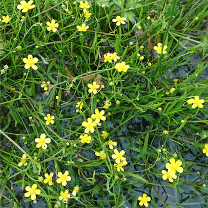 Potted Pond Plant WPK301 Lesser Spearwort Ranunculus Flammula Picture 3