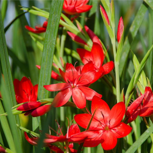 Red Cape Lily - Schyzostylis Coccinea Major - Image 1