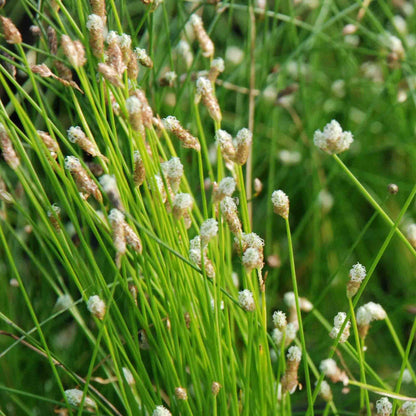 Slender Club Rush - Scirpus Cernuus - Image 1