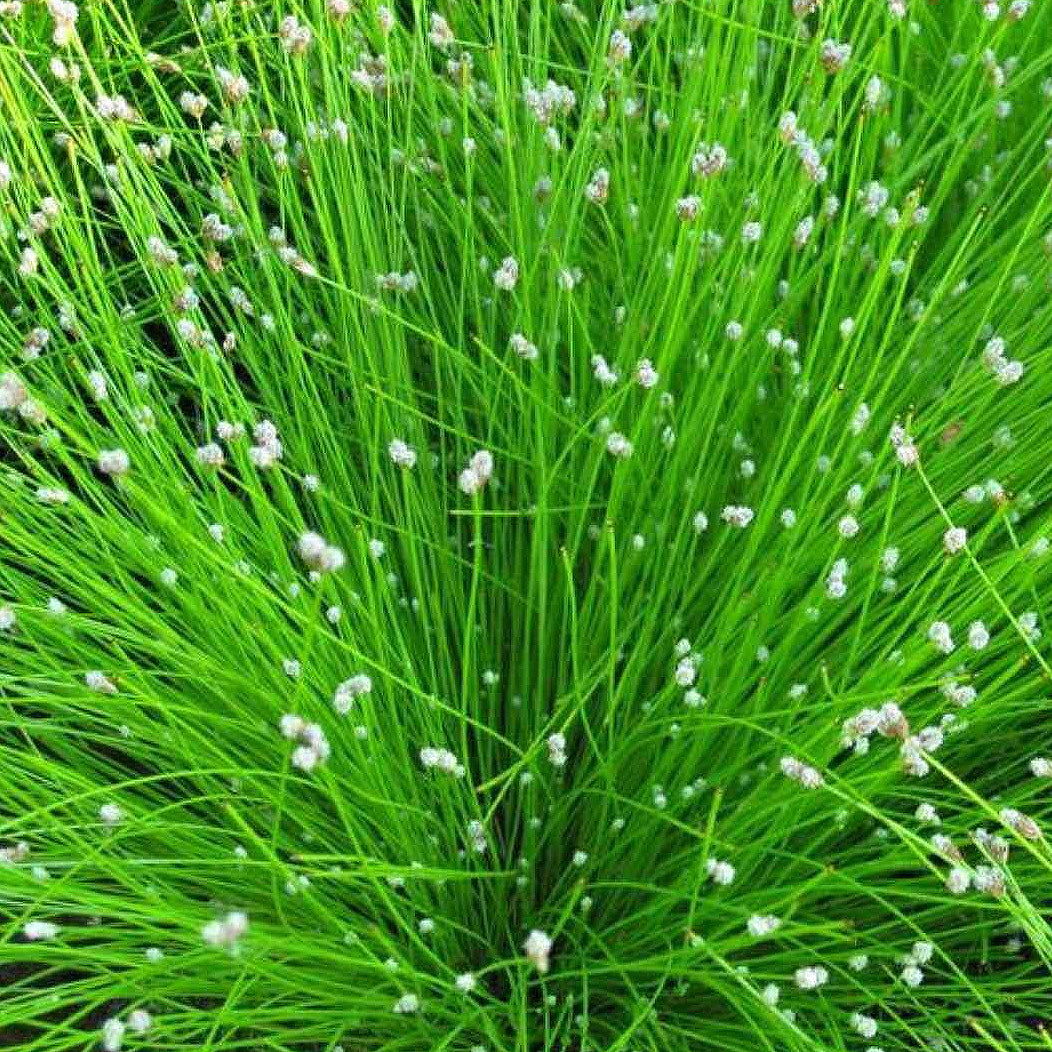 Slender Club Rush - Scirpus Cernuus - Image 2