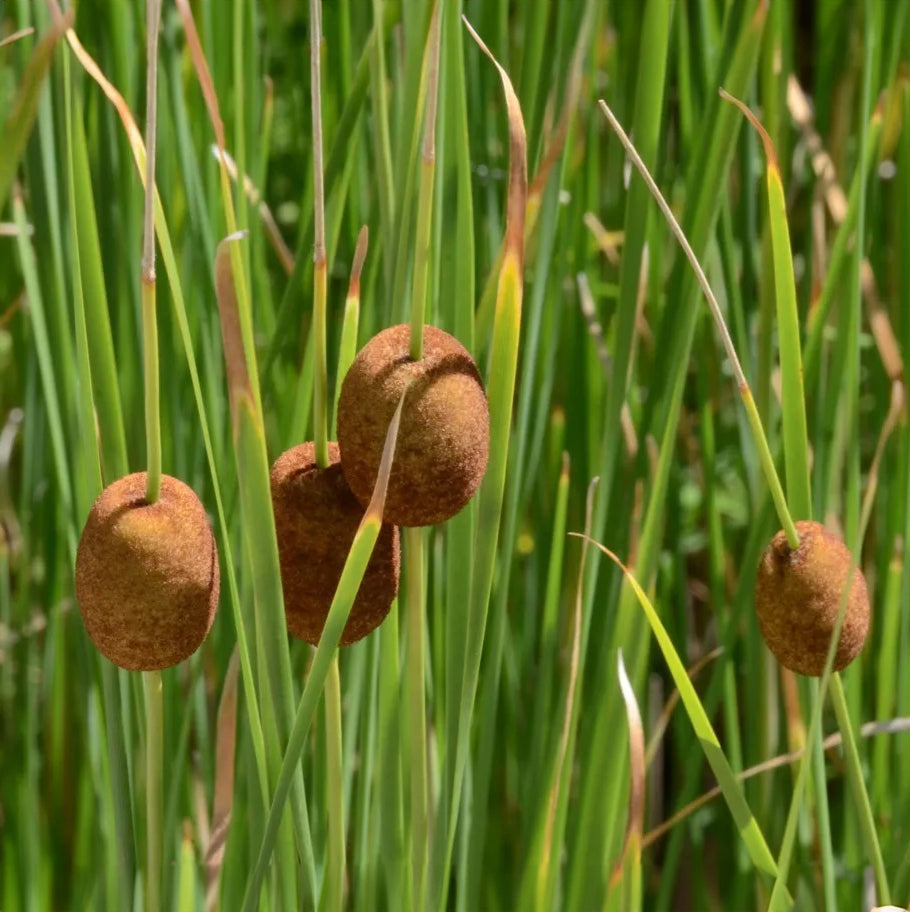 Potted Pond Plant WPK351 Dwarf Reed Mace Typha Minima Picture 1