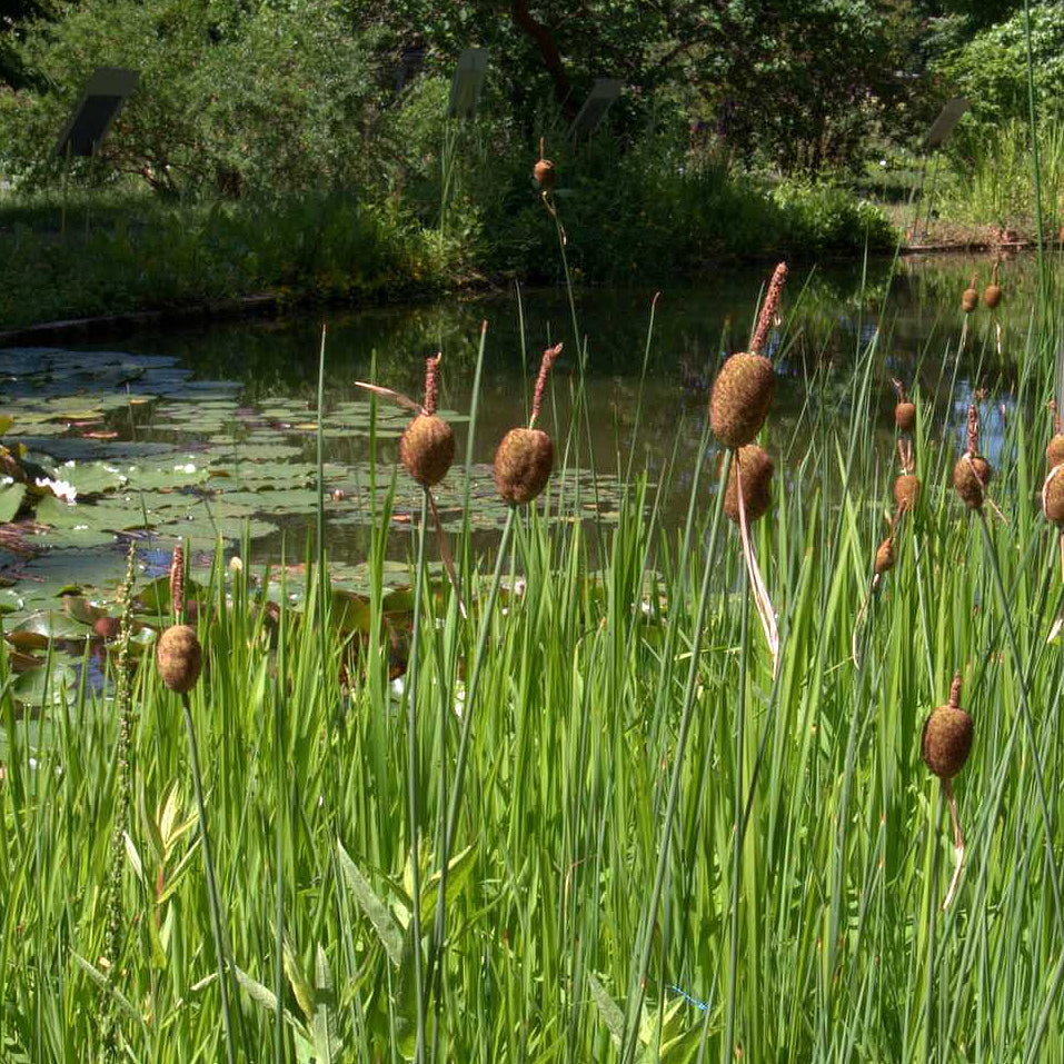 Potted Pond Plant WPK351 Dwarf Reedmace Typha Minima Picture 1