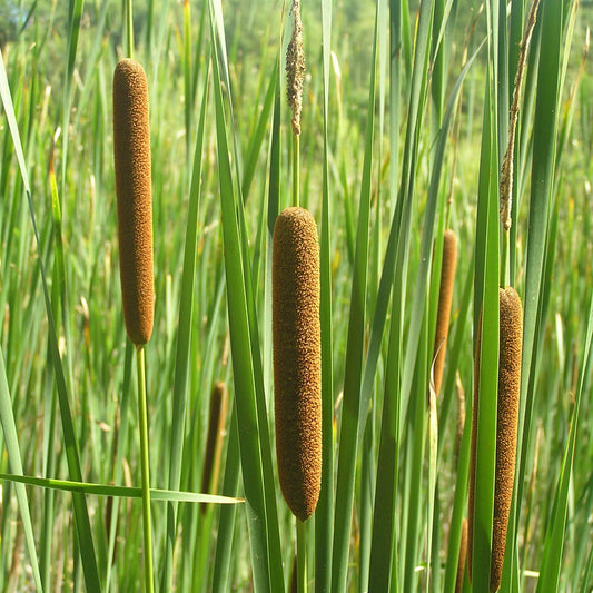 Potted Pond Plant WPK353 Lesser Bulrush Typha Angustifolia Picture 1