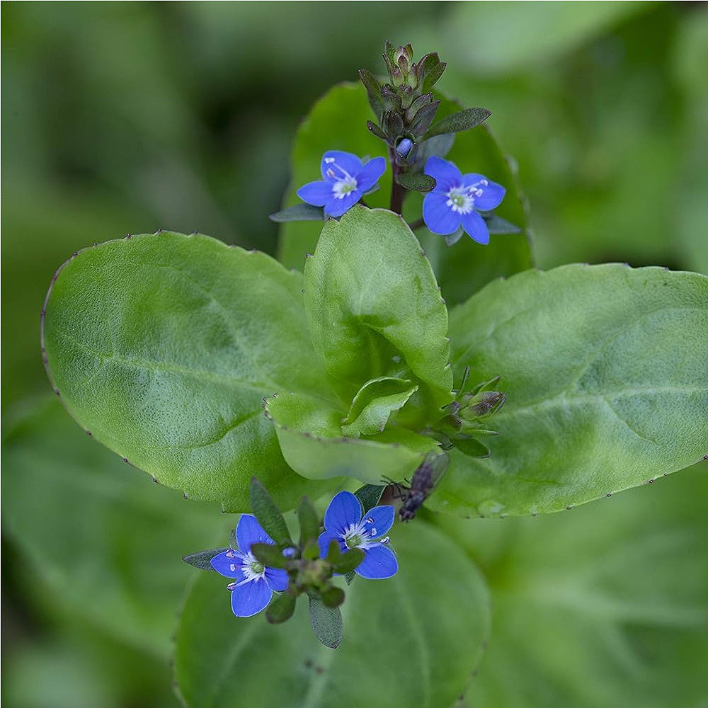 Brooklime - Veronica Beccabunga