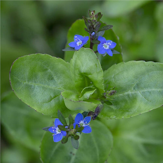 Brooklime - Veronica Beccabunga