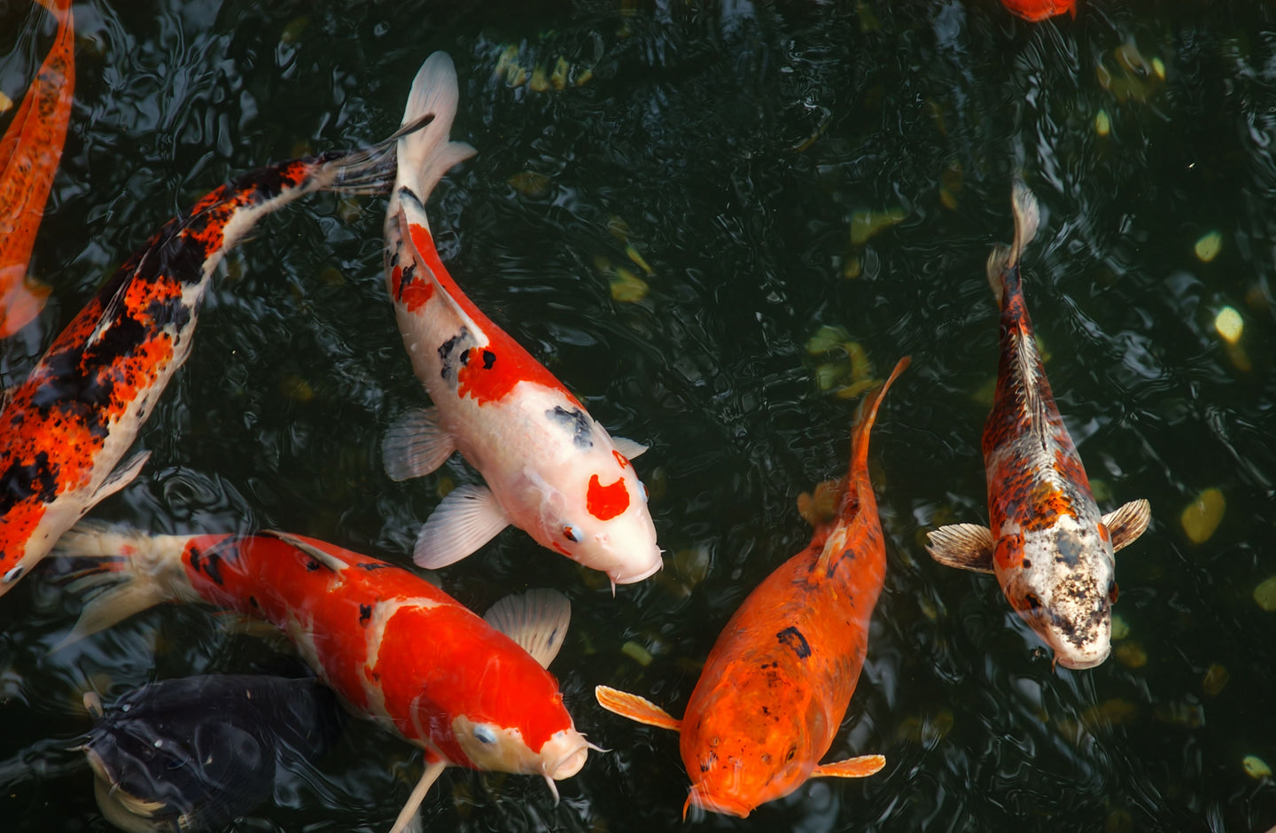 Looking After Your Goldfish and Koi