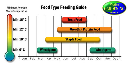 Food Feeding Guide