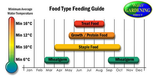 How And When To Feed Your Fish